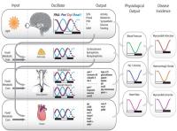 Molecular Clocks Graphic Representatin